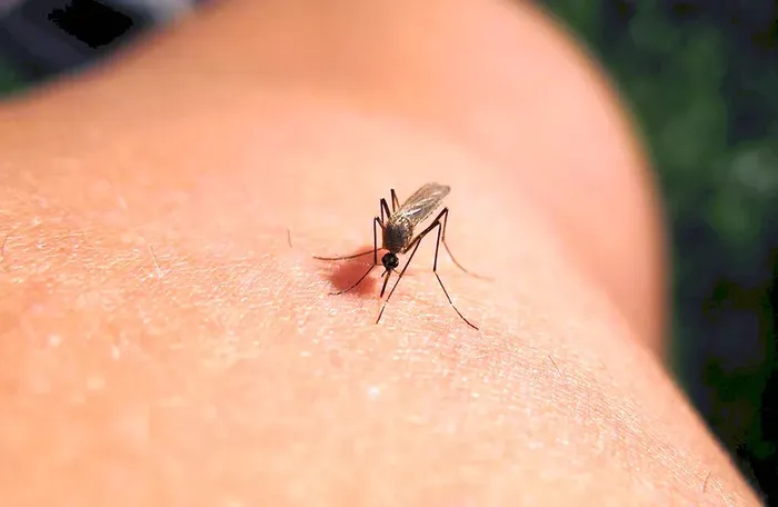 bolshoi-ukus-nasekomogo-1