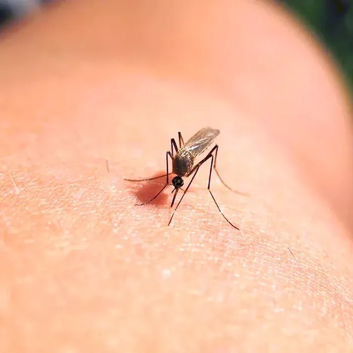 Мероприятия при укусе клеща